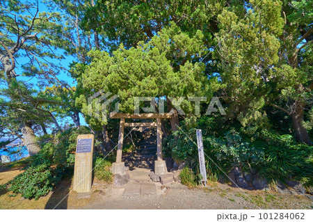 神奈川県三浦郡葉山町の森戸神社の森戸大明神ビャクシン 101284062