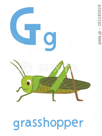 アルファベットカードGグラスホッパー アルファベットカードGグラスホッパー 101285029