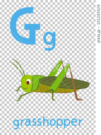 アルファベットカードGグラスホッパー アルファベットカードGグラスホッパー 101285029