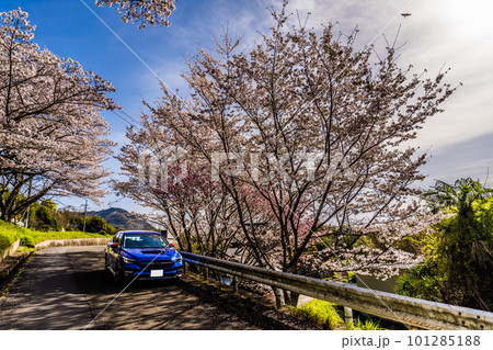 満開の桜並木の中に青い自動車 満開の桜並木の中に青い自動車 101285188