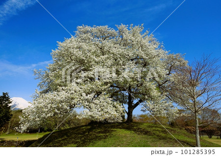 青空に映える満開の桜 101285395