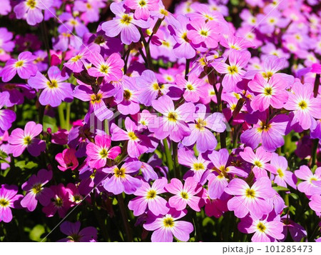 バージニアストックのお花 バージニアストックのお花 101285473