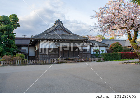 川越城本丸御殿　春　サクラの季節　 101285605