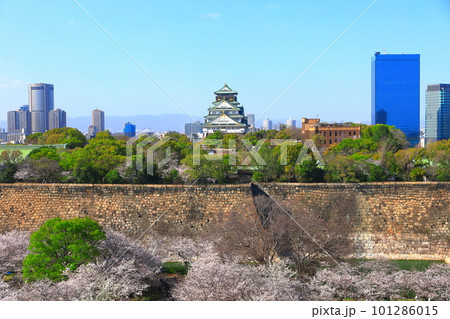 【大阪府】桜が満開の大阪城公園 101286015