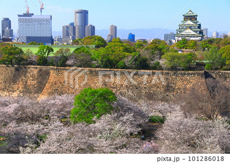 【大阪府】桜が満開の大阪城公園 【大阪府】桜が満開の大阪城公園 101286018