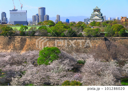 【大阪府】桜が満開の大阪城公園 101286020