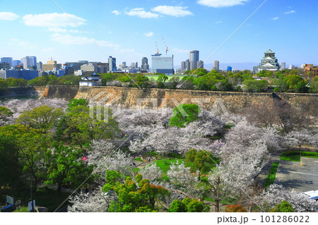 【大阪府】桜が満開の大阪城公園 【大阪府】桜が満開の大阪城公園 101286022