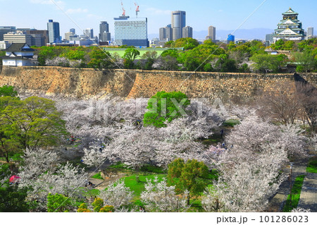 【大阪府】桜が満開の大阪城公園 【大阪府】桜が満開の大阪城公園 101286023