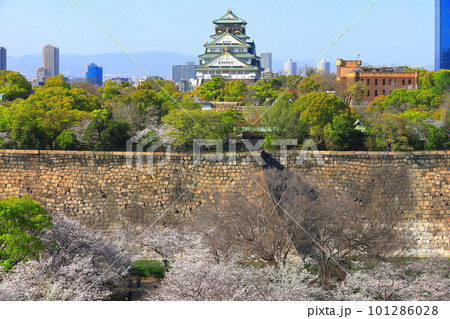 【大阪府】桜が満開の大阪城公園 101286028