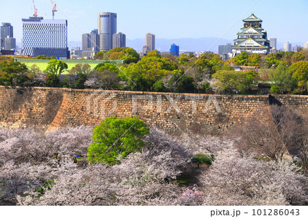 【大阪府】桜が満開の大阪城公園 101286043