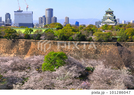 【大阪府】桜が満開の大阪城公園 【大阪府】桜が満開の大阪城公園 101286047