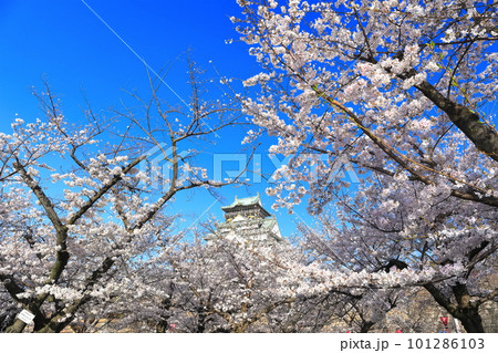 【大阪府】満開の桜と大阪城 【大阪府】満開の桜と大阪城 101286103