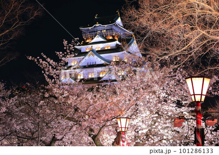 【大阪府】満開の夜桜の大阪城 101286133