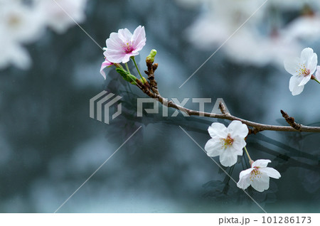 桜 化粧咲きの染井吉野 (そめいよしの) 101286173