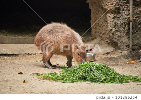 動物園の可愛いカピバラが草を食べる様子 動物園の可愛いカピバラが草を食べる様子 101286254