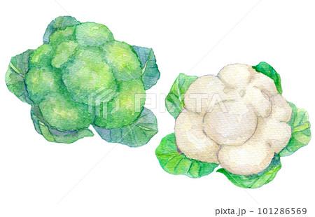 水彩イラスト　ブロッコリーとカリフラワー 101286569