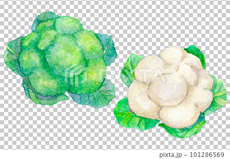 水彩イラスト　ブロッコリーとカリフラワー 101286569