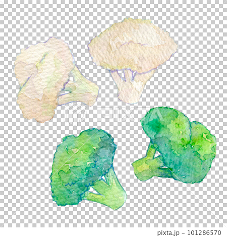 水彩插圖西蘭花和花椰菜 101286570