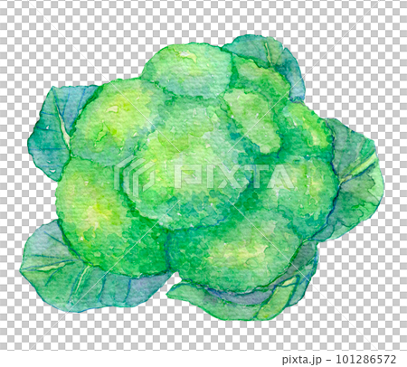 水彩イラスト　ブロッコリーとカリフラワー 101286572