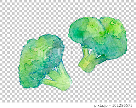水彩イラスト　ブロッコリーとカリフラワー 101286573