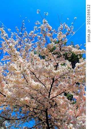 原爆ドーム 101286612