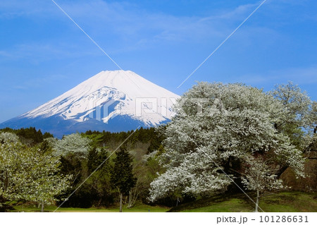 春の青空に映える満開の桜と冠雪の富士山 101286631