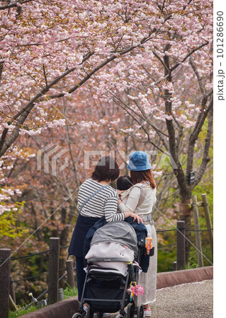桜の咲く公園で花見している人々の姿 101286690