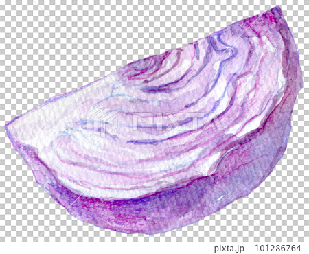 紫キャベツ　水彩イラスト 101286764