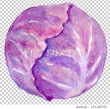 Purple cabbage watercolor illustration 101286765