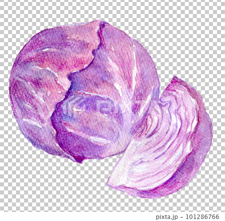 Purple cabbage watercolor illustration 101286766