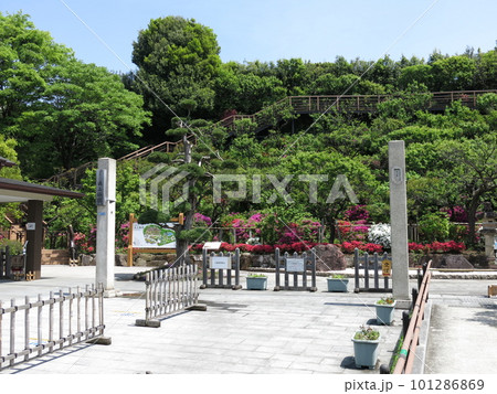 ツツジが咲く大田区の池上梅園 101286869