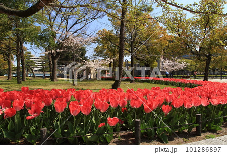 原爆ドームのチューリップ 101286897