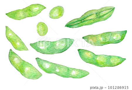 茹でたての枝豆　水彩イラスト 101286915