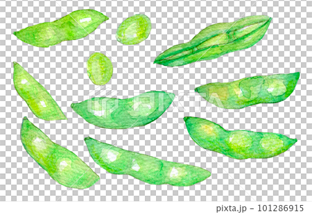 新鮮煮沸的毛豆水彩插圖 101286915