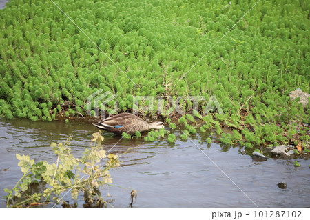 餌を食べているカモ 101287102