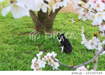 満開の桜の下で遠くを見つめるボストンテリアのマイティくん♡ 101287164