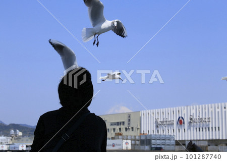 カモメが飛ぶ 101287740