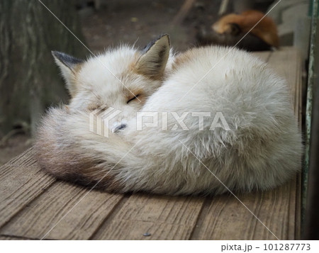 蔵王キツネ村の白いキツネ 101287773