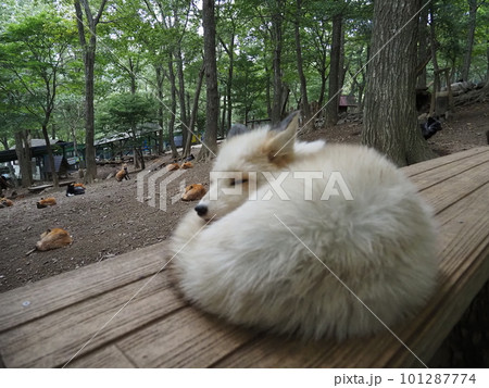 蔵王キツネ村の白いキツネ 101287774