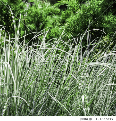 Decorative green and white striped grass. Arrhenatherum elatius bulbosum variegatum. Soft focus. Natural background. 101287845