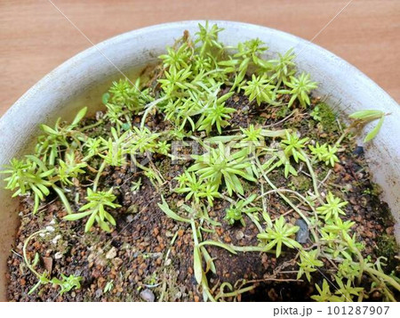 鉢植えの万年草　品種名黄金細葉万年草 101287907
