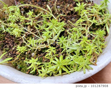 鉢植えの万年草 品種名黄金細葉万年草 鉢植えの万年草 品種名黄金細葉万年草 101287908