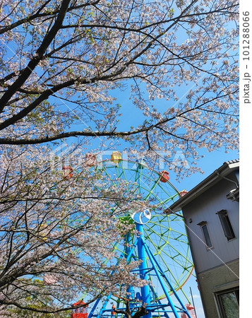 桜の木に囲まれた観覧車 桜の木に囲まれた観覧車 101288066