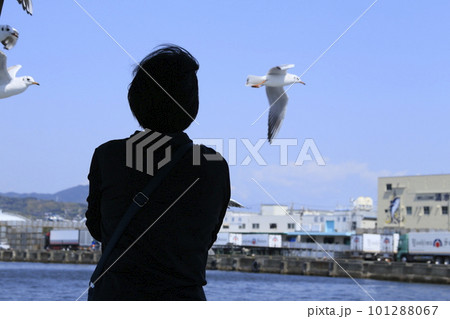 カモメが飛ぶ海 101288067
