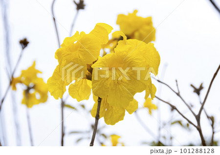 イペーの黄色い花 101288128