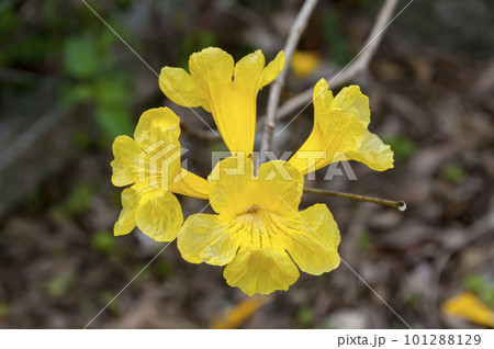 イペーの黄色い花 101288129