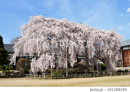 満開の一本桜が青空に映える 101288284