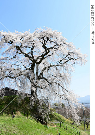 青空に映える満開の一本桜 青空に映える満開の一本桜 101288494