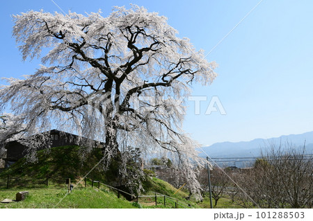 青空に映える満開の一本桜 101288503