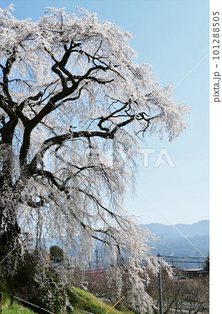 青空に映える満開の一本桜 101288505